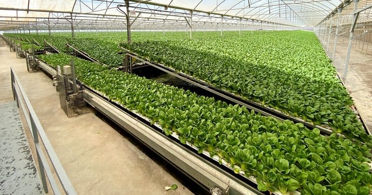 Es sostenible la agricultura en invernaderos