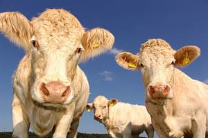 Animal agriculture is a major driver of global heating