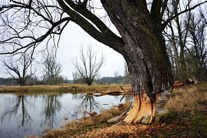 Beavers offer lessons about managing water in a changing climate