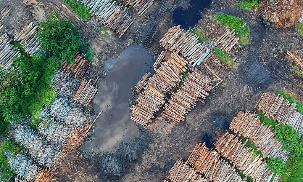 Ayudas contra la deforestación de la amazonía colombiana