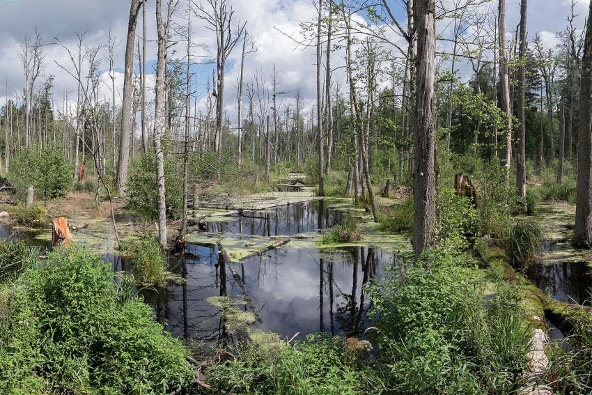 Stagnant water in the oldest forest in Europe - Bialowieski